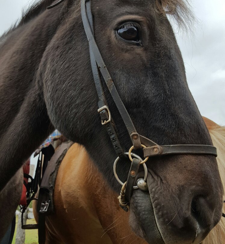 Active North-胡萨维克必去景点