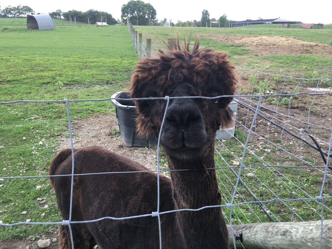 The Petting Farm at Domino's Farms-安娜堡必去景点