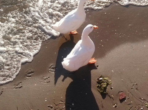 Lepseki旅游攻略图片