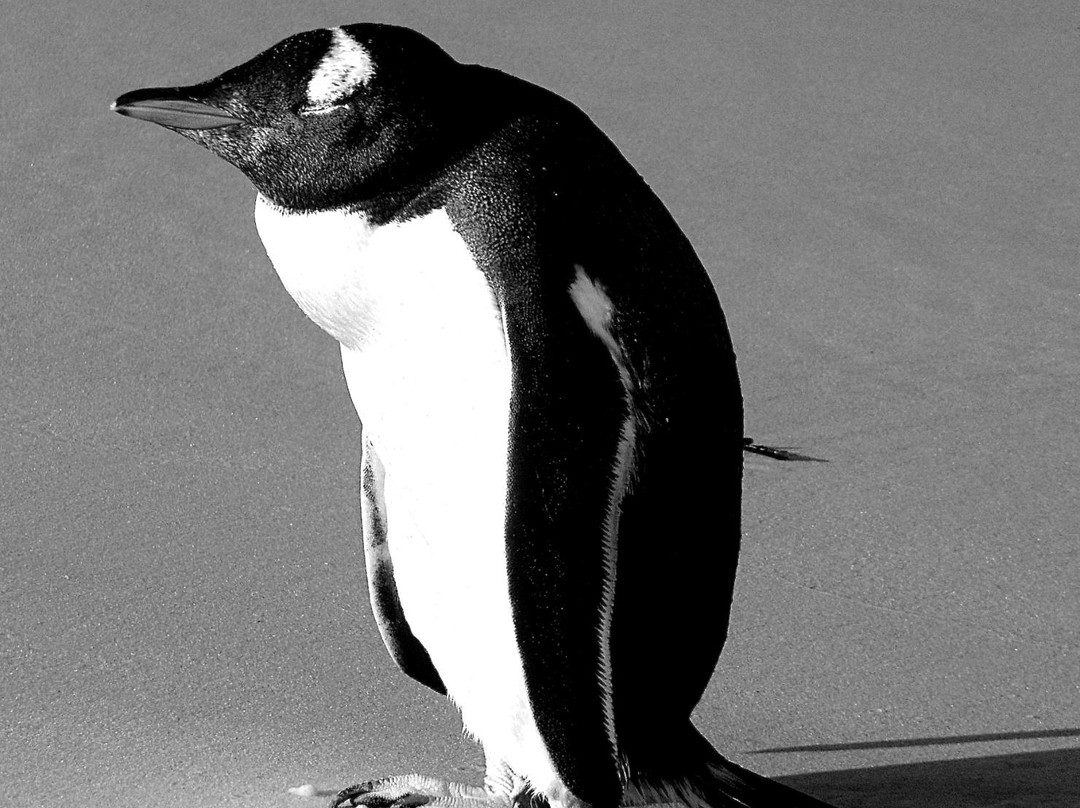 Surf Bay-Stanley必去景点