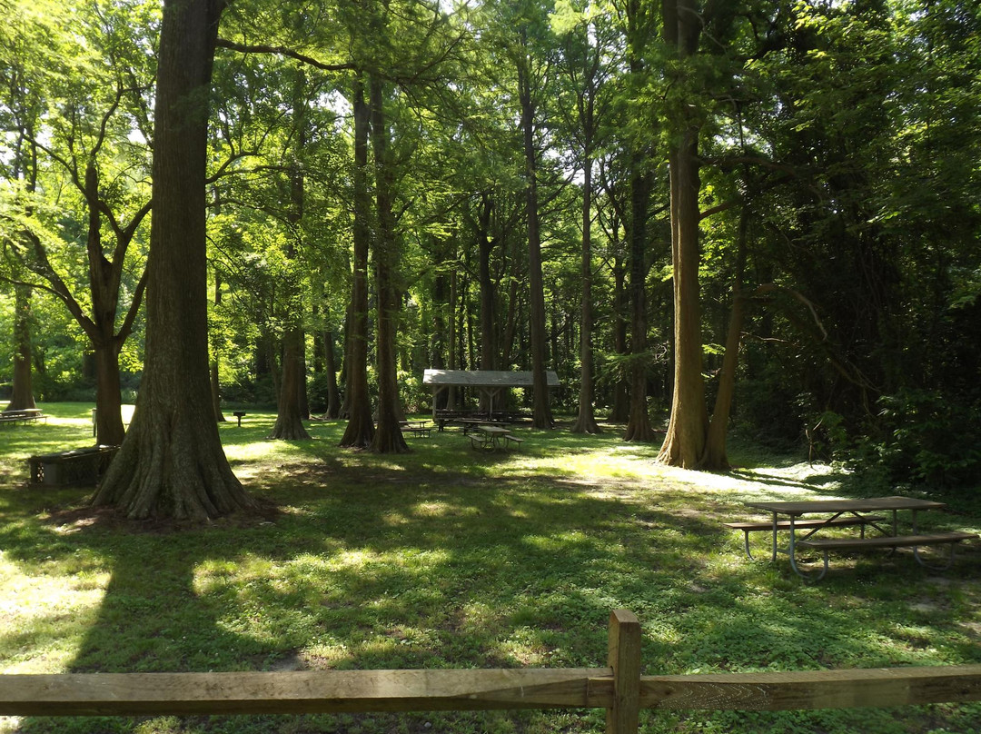 Pettigrew State Park景点图片