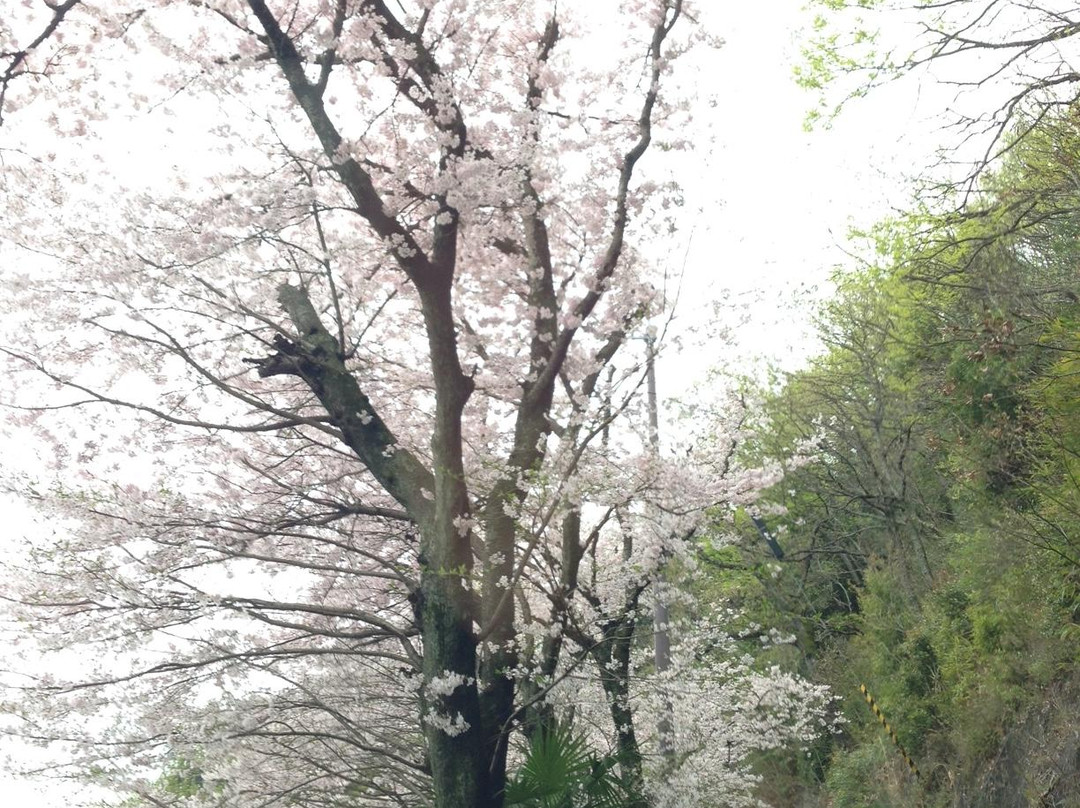 四国中央市旅游景点-Mukaiyama Park