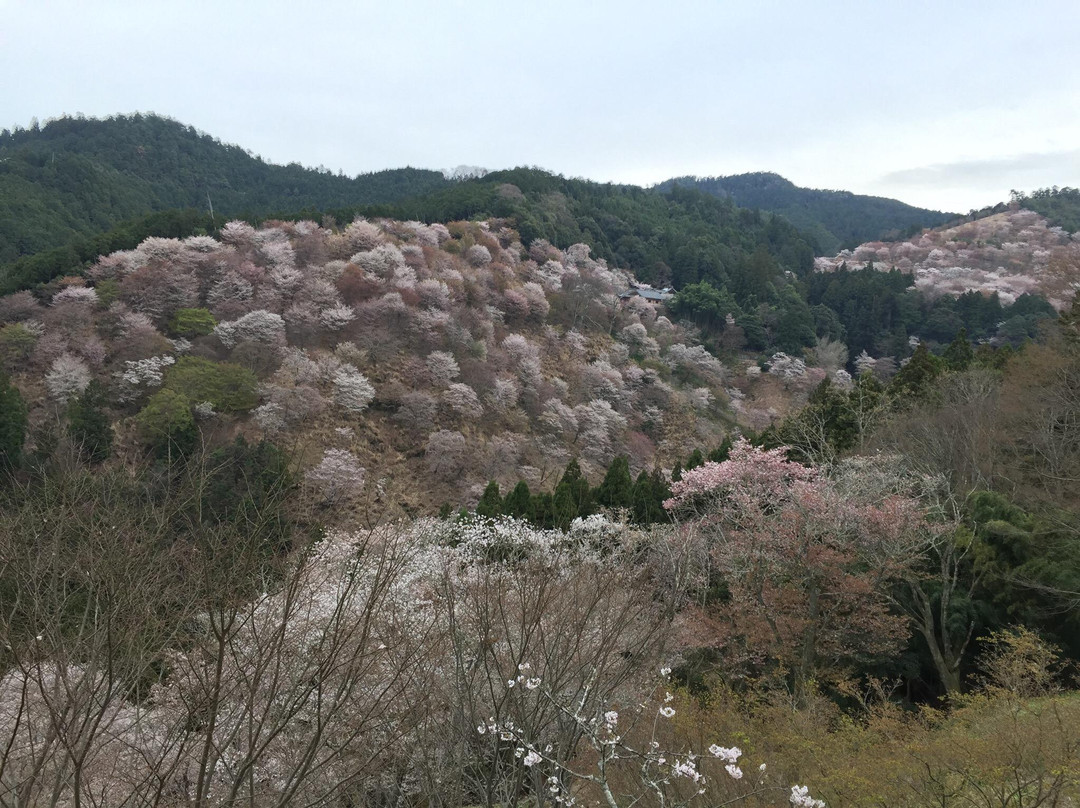 大淀町旅游攻略图片