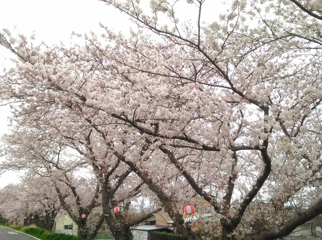 Sakuratsutsumi-土浦市必去景点