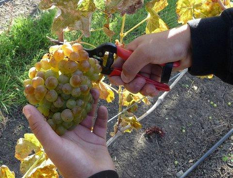 Grizzly Peak Winery-阿什兰必去景点