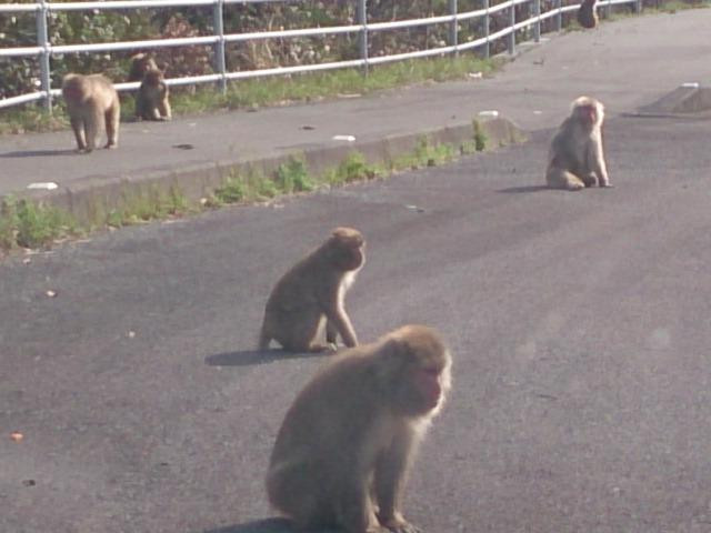 Odo Coast-大月町必去景点