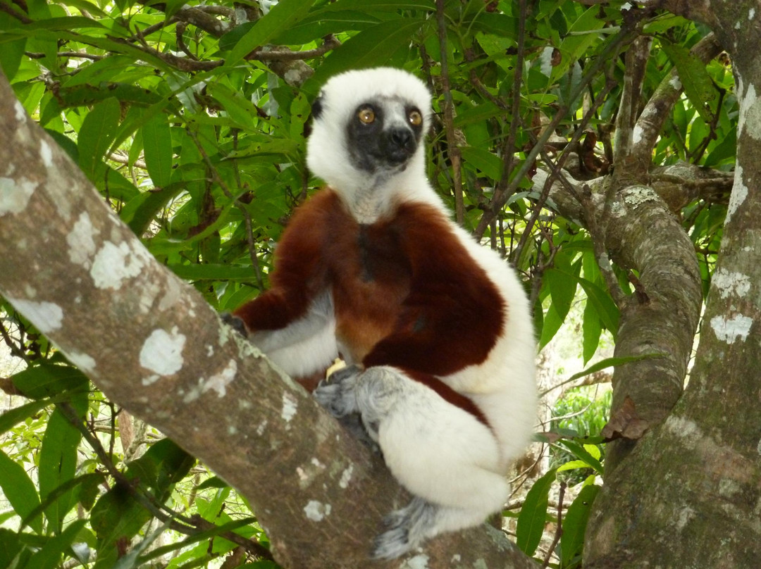 Madagascar Exotic景点图片