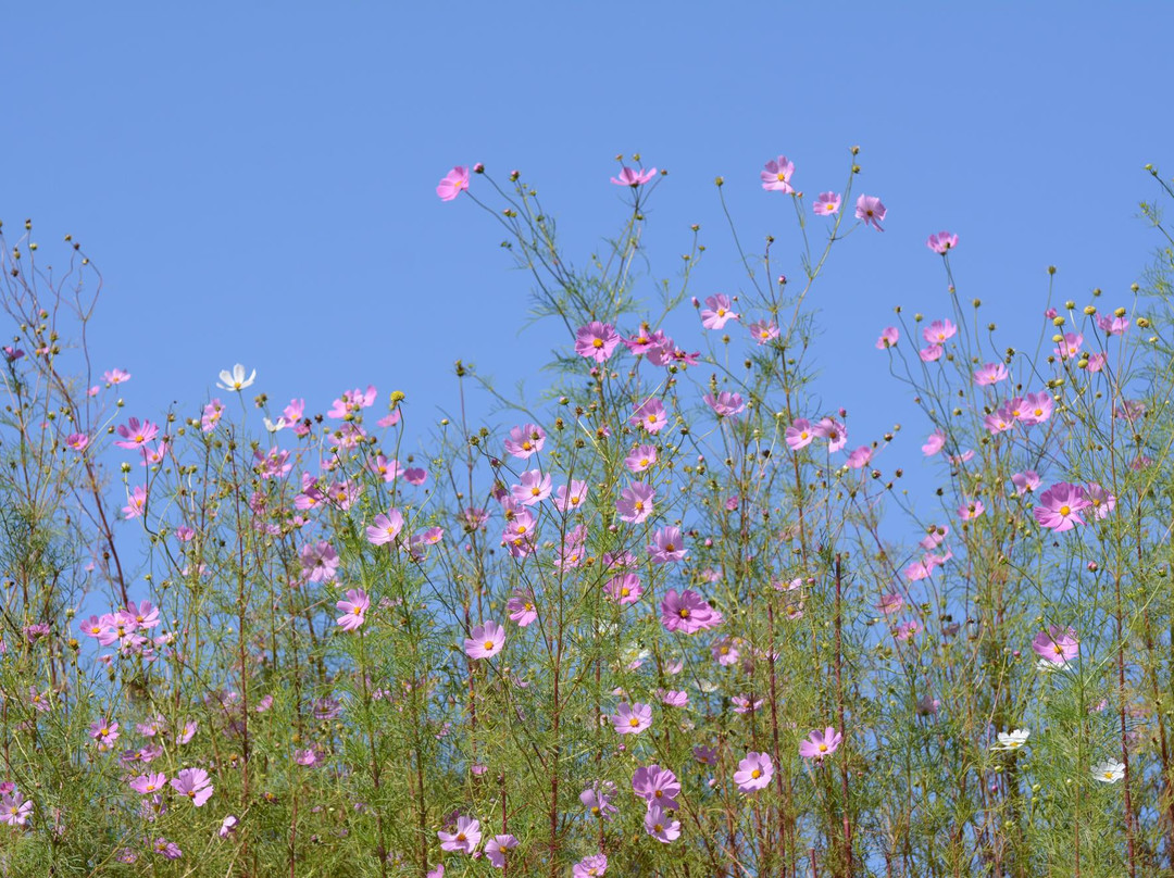 Hotani Kosumosu no Sato-枚方市必去景点