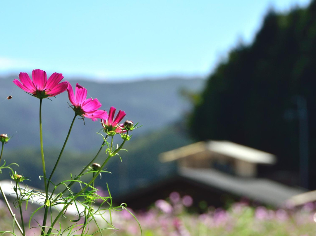 Toyono Cosmos Flower Field-丰能町必去景点