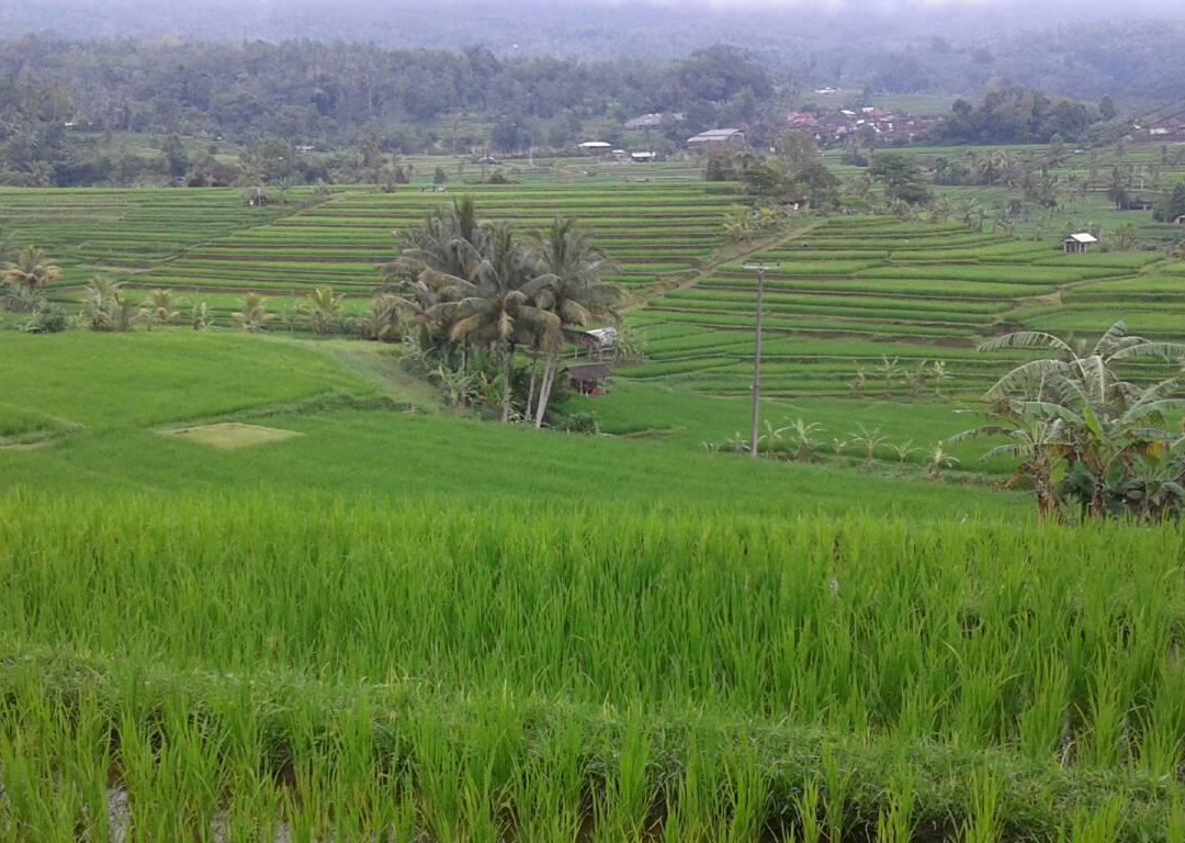 Today Private Driver and Tour Guide-乌布必去景点