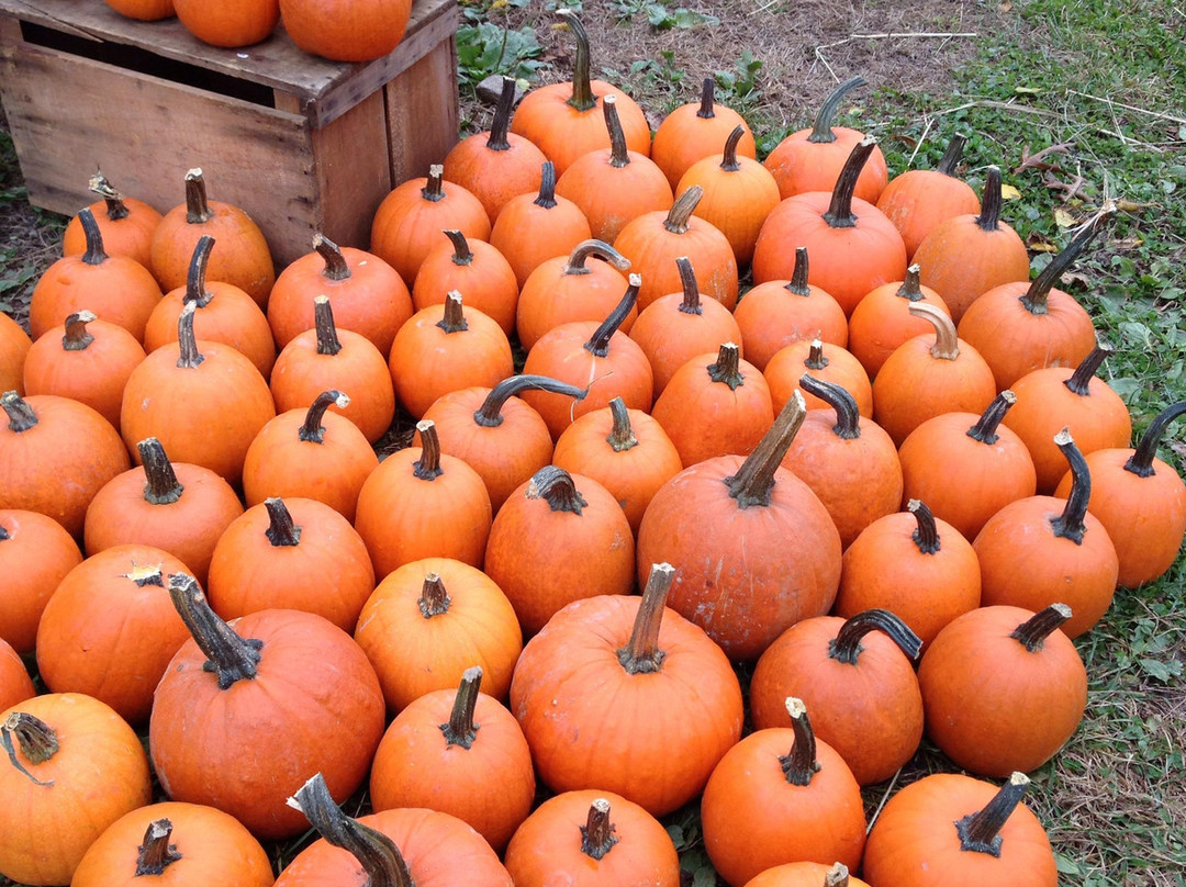 Hick's Apple Orchard-Granville必去景点