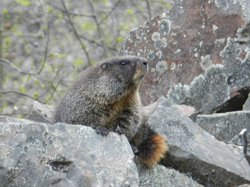 Silver Plume General Store主图