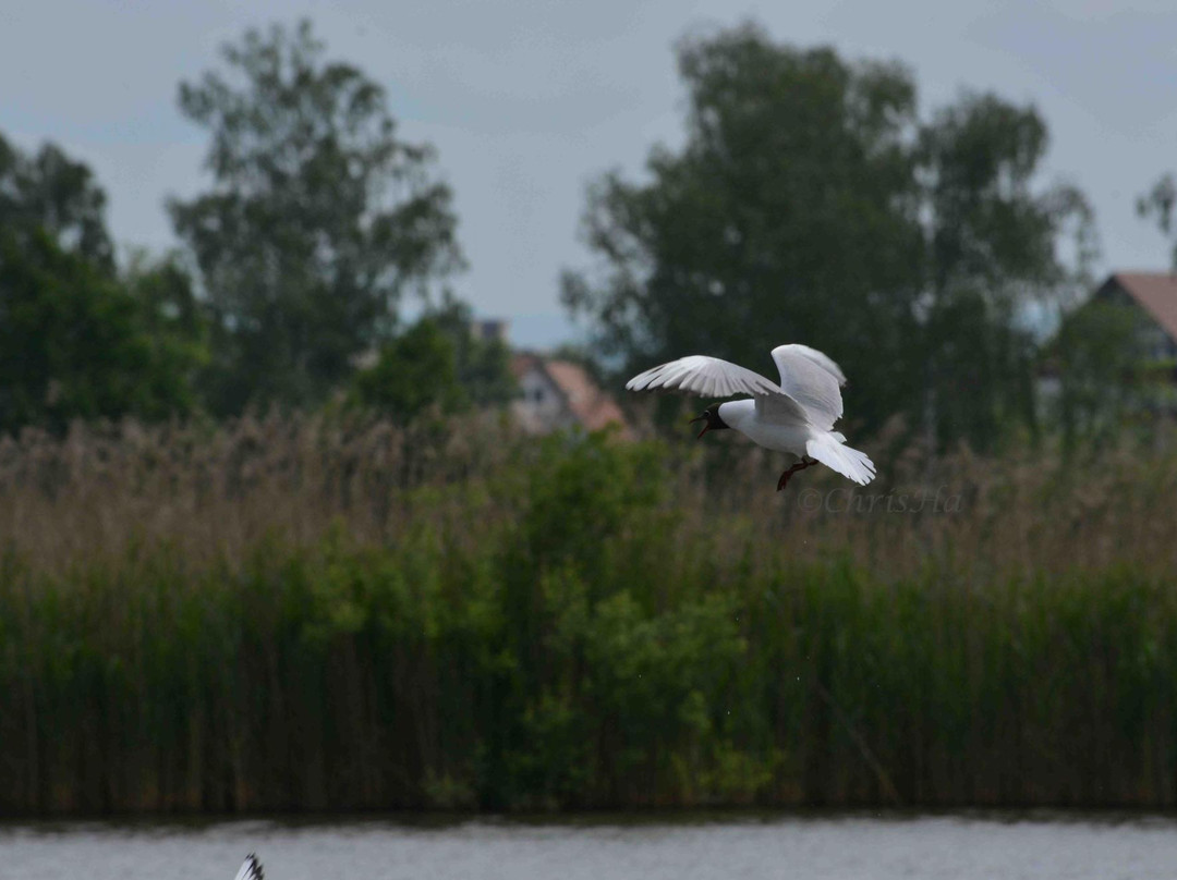 BirdLife-Naturzentrum Neeracherried-Neerach必去景点