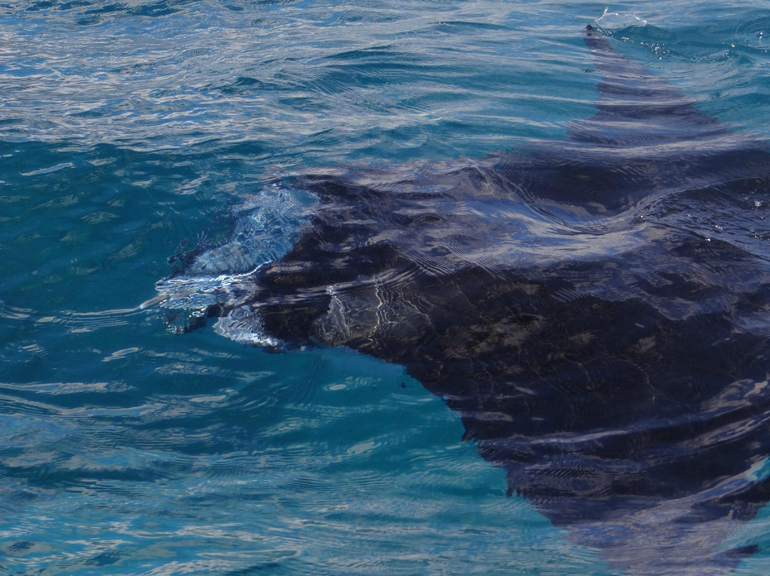 Waitabu Marine Park-塔韦乌尼岛必去景点