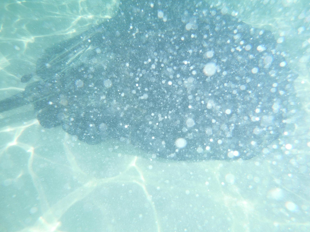 Stingray City Bahamas-Great Harbour Cay必去景点
