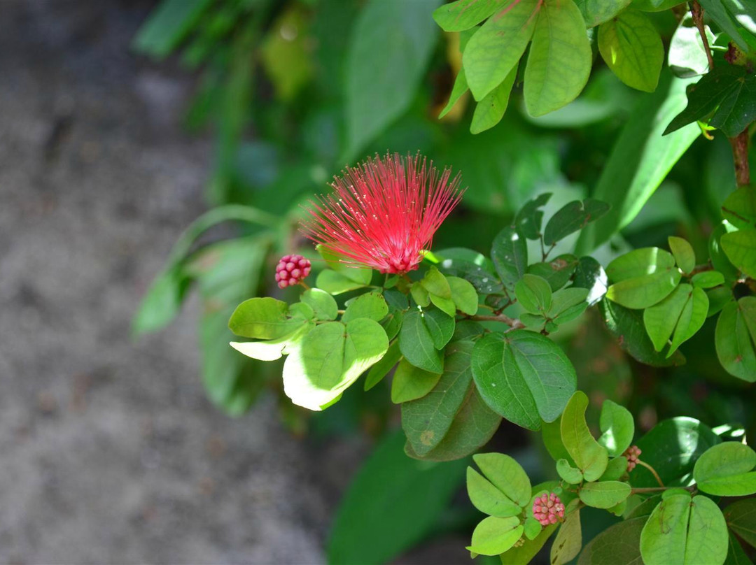Neotropical Butterfly Park-Lelydorp必去景点