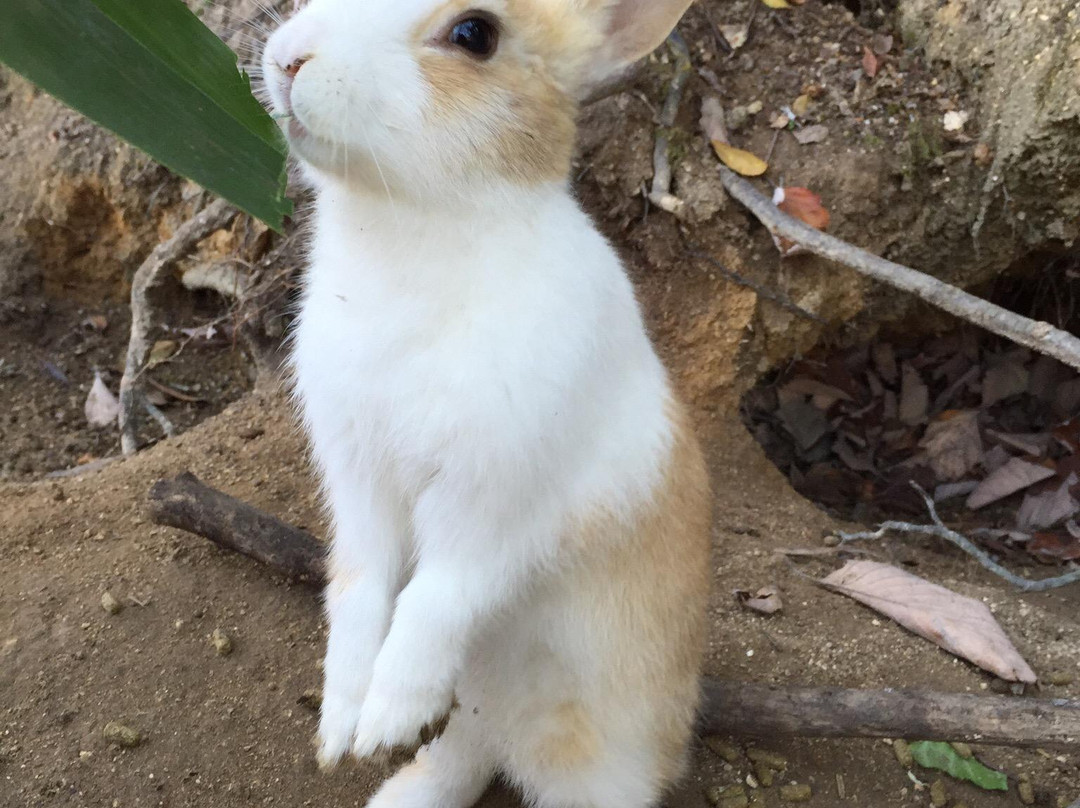 Okunoshima Island Visitor Center-竹原市必去景点
