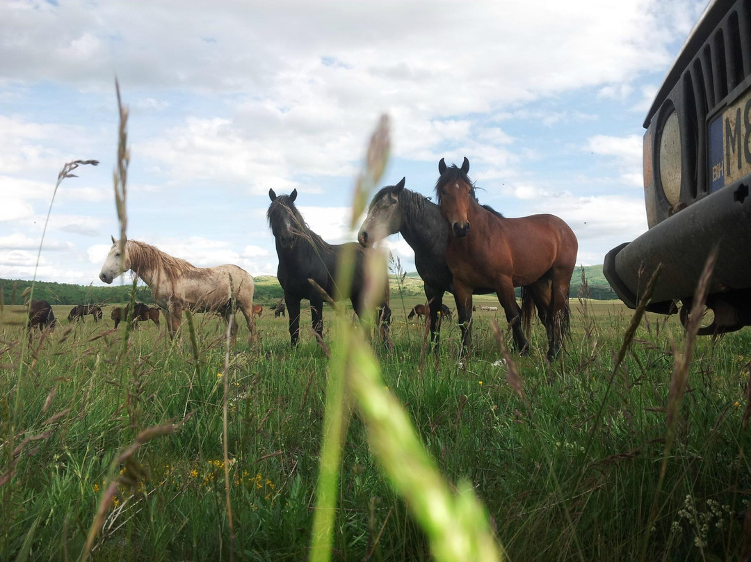 Wild Horses Safari景点图片