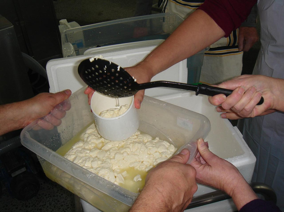 The New Zealand Cheese School-普塔鲁鲁必去景点