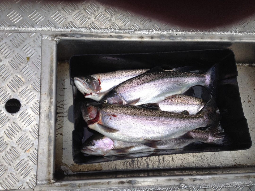Whiskery Mike's Turangi Trout Connection景点图片