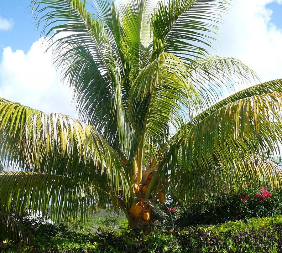 Cooper's Castle-弗里波特必去景点