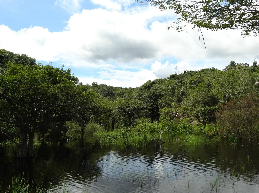Jaguar Jungle Tour-玛瑙斯必去景点