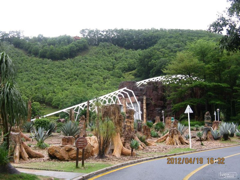 仙湖化石森林-深圳市必去景点