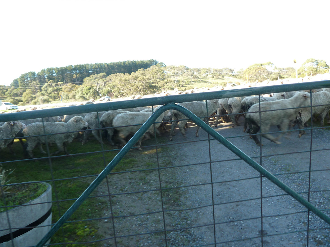 Morella Farm B&B主图