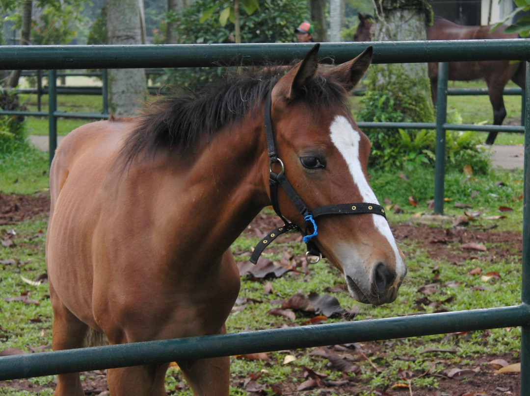 Arthayasa Stables & Country Club景点图片