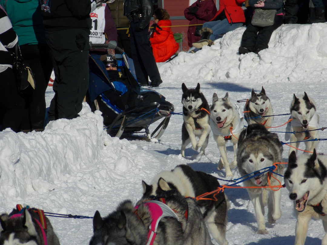 Iditarod Trail Sled Dog Race-安克雷奇必去景点