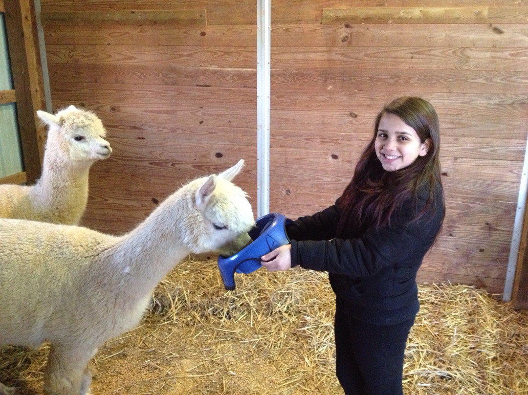 A Goode View Alpaca Farm景点图片