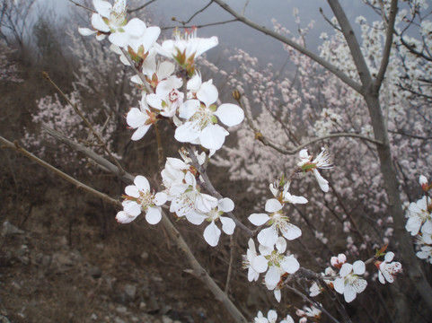 鹫峰国家森林公园-北京市必去景点