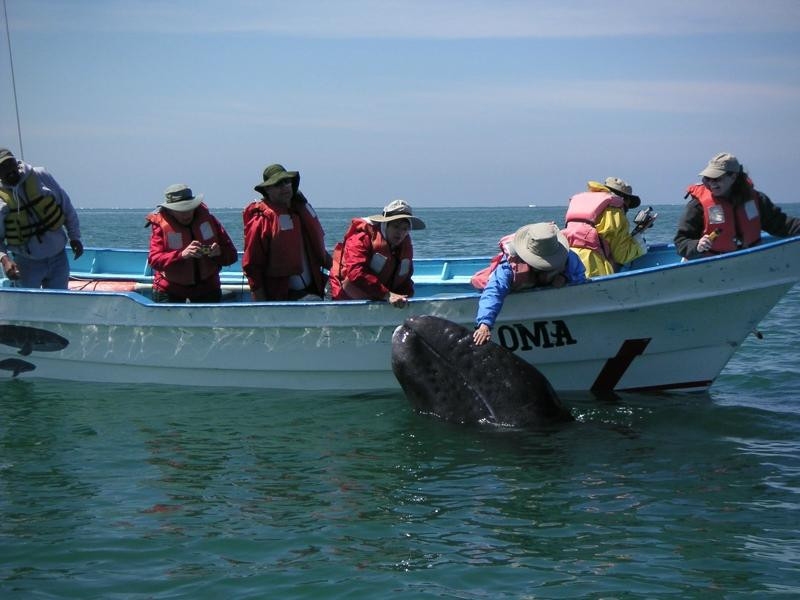 Baja Spirit Ecolodges & Tours