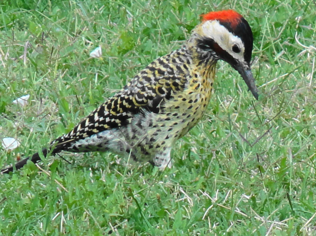 Altos de Aliwen主图