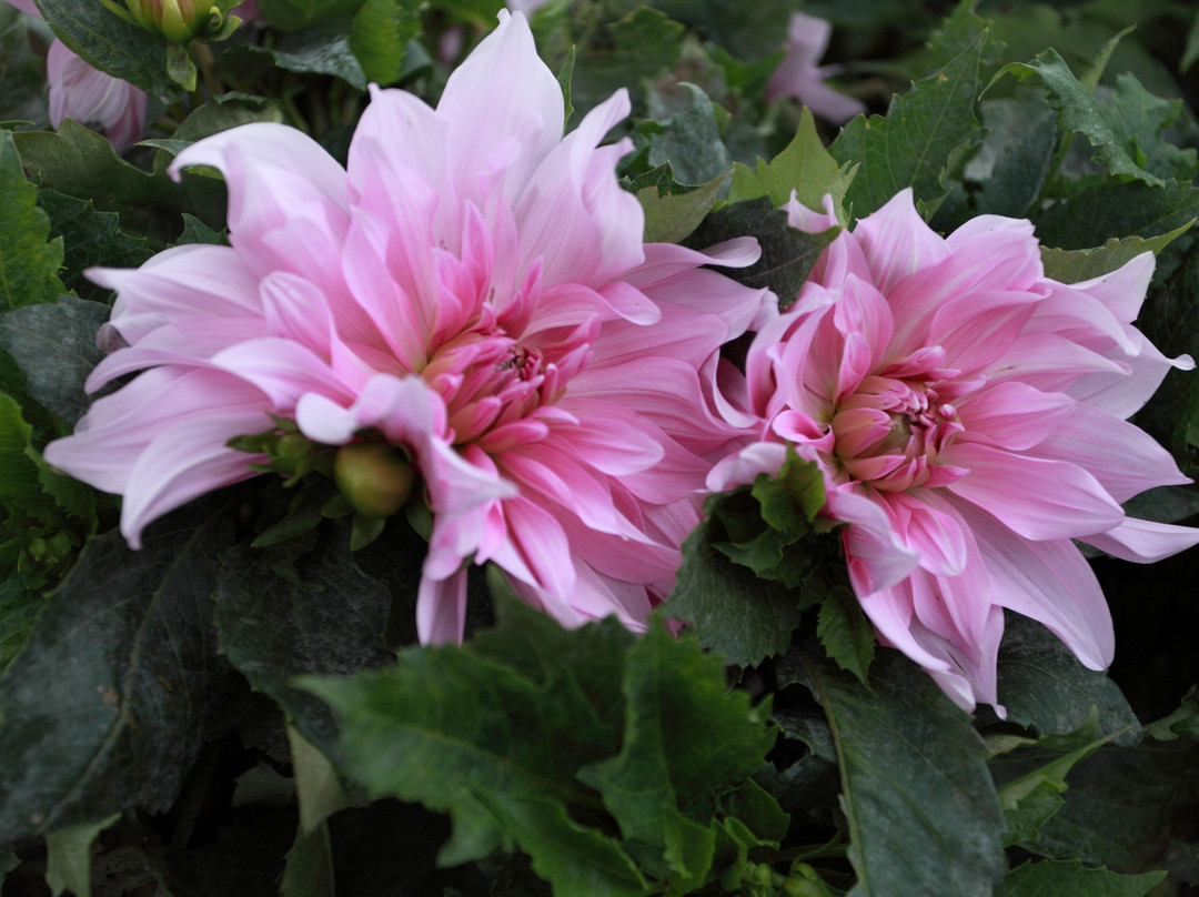 Kurohime Highland-信浓町 必去景点