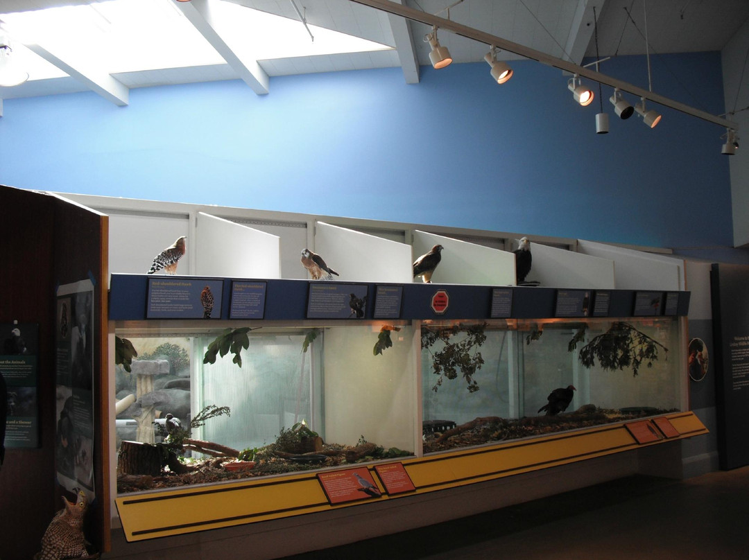 Lindsay Wildlife Museum-核桃溪必去景点