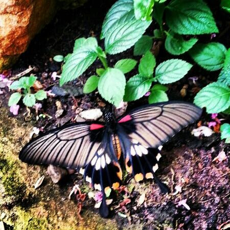 Stratford Butterfly Farm-埃文河畔斯特拉特福必去景点