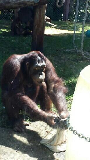 亨利维拉斯动物园-麦迪逊必去景点