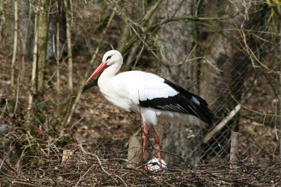 Tierpark Herborn-Herborn必去景点