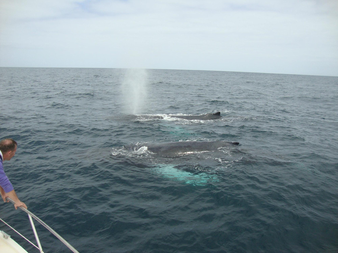 Whale Watching mit CaboKaiTours-萨尔雷必去景点