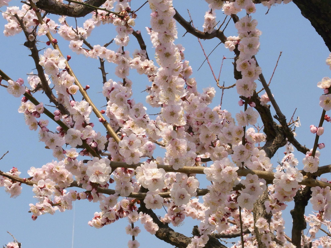 Yushima Tenjin Ume Blossom Matsuri景点图片