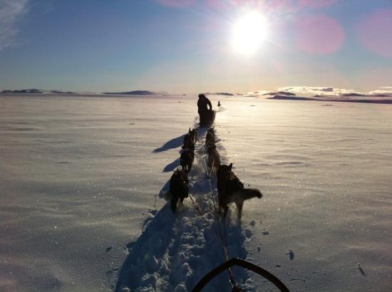 Northern Lights Husky Day Tours-阿尔塔必去景点