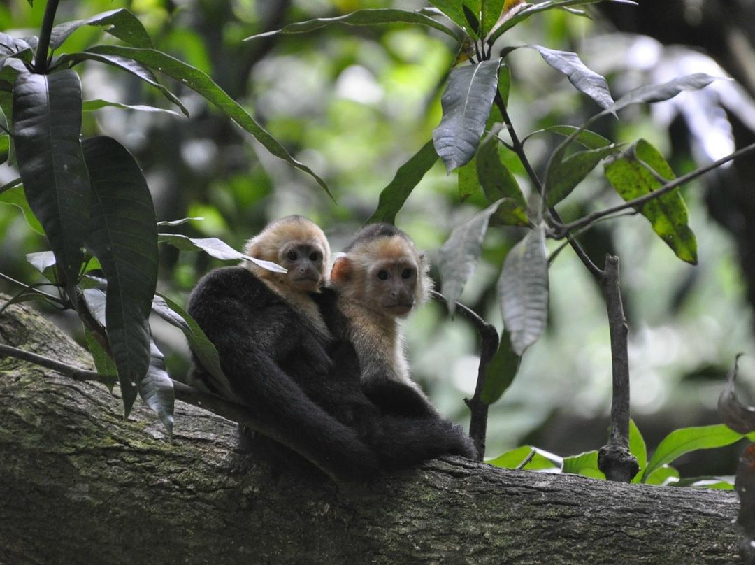 Olingo Surf and Nature Experiences-圣特雷莎必去景点