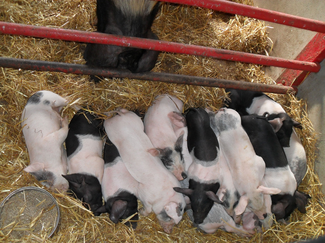 Trethorne Leisure Park-朗塞斯顿必去景点