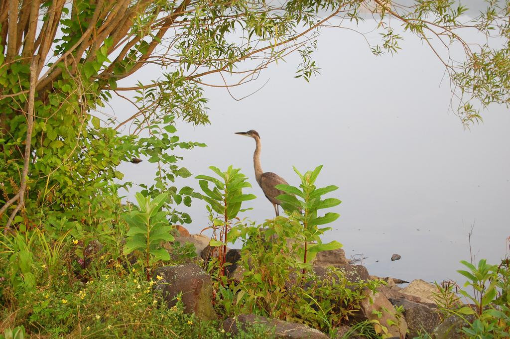 Peace Valley Park景点图片