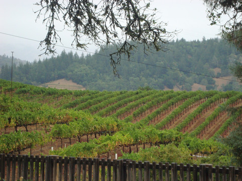 Intimate Wine Tours-纳帕必去景点