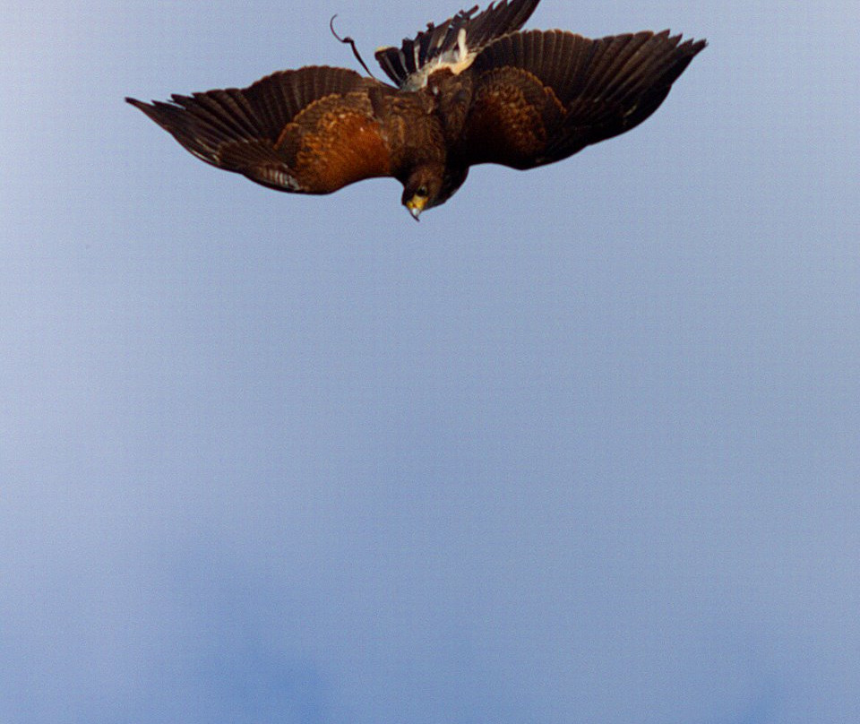 Fallowfields Falconry-Longworth必去景点