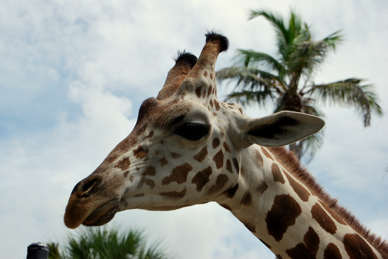那不勒斯植物园-那不勒斯必去景点
