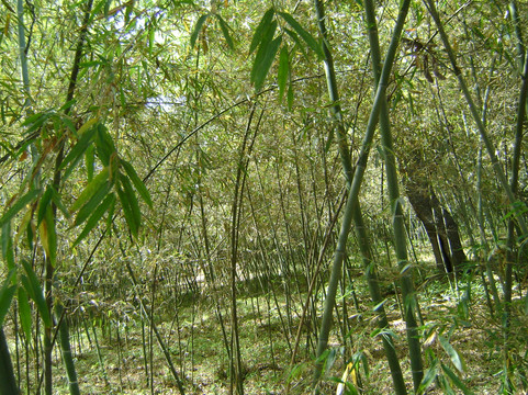 楼观台国家森林公园-周至县必去景点