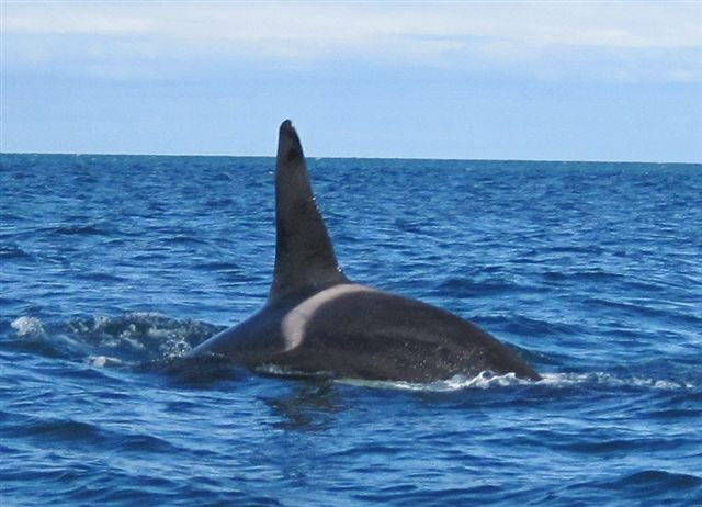 Tonga Island Marine Reserve-Abel Tasman National Park必去景点